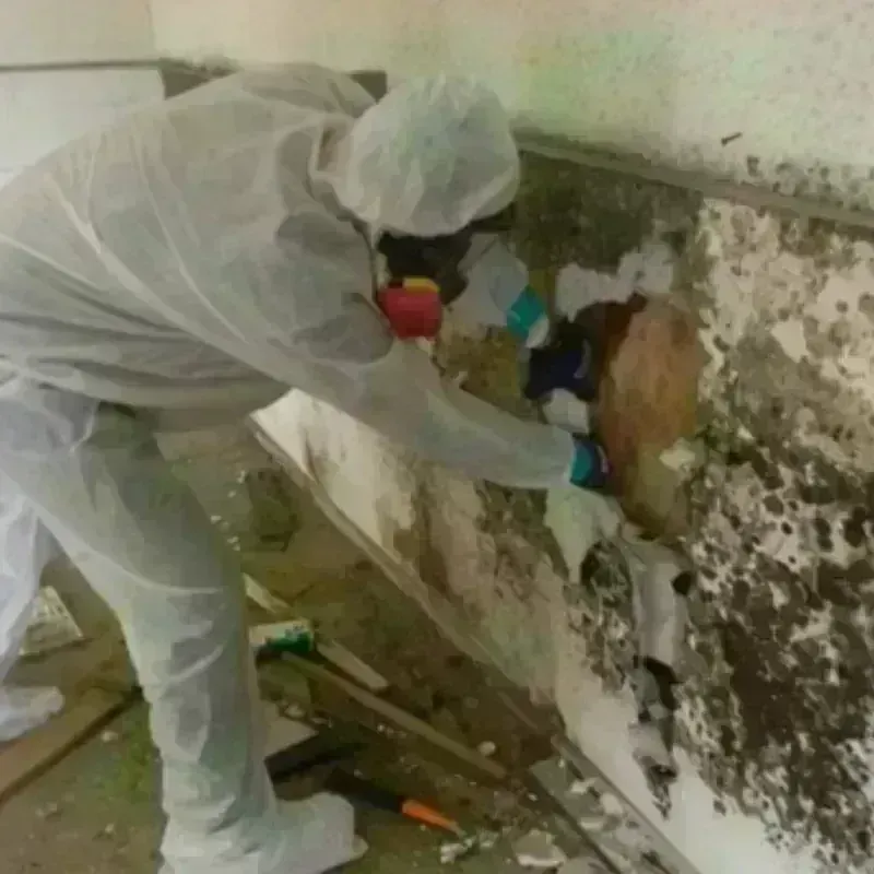 Mold Remediation and Removal in Whitney, TX